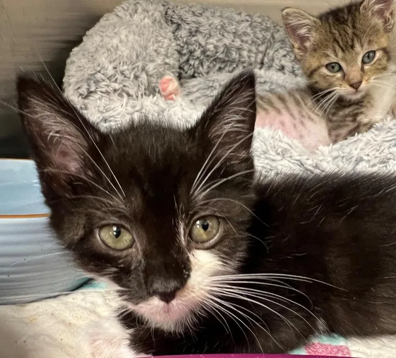 A baby medium-sized female Domestic Short Hair cat named Lunabelle for adoption in Greeneville, TN