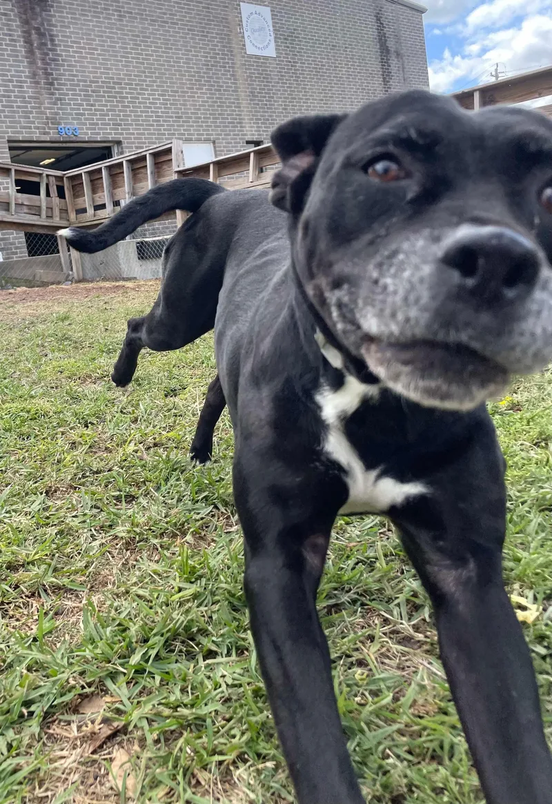 An adult medium-sized female Mixed Breed dog named Cookie for adoption in Spring, TX