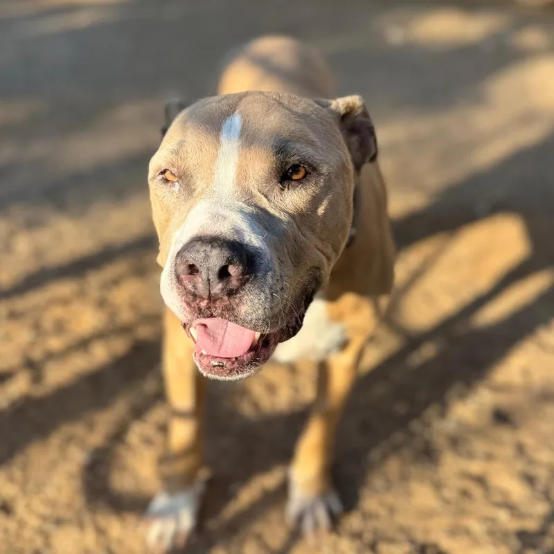A senior large-sized male Yellow / Tan / Blond / Fawn Pit Bull Terrier dog named Hercules for adoption in Las Vegas, NV