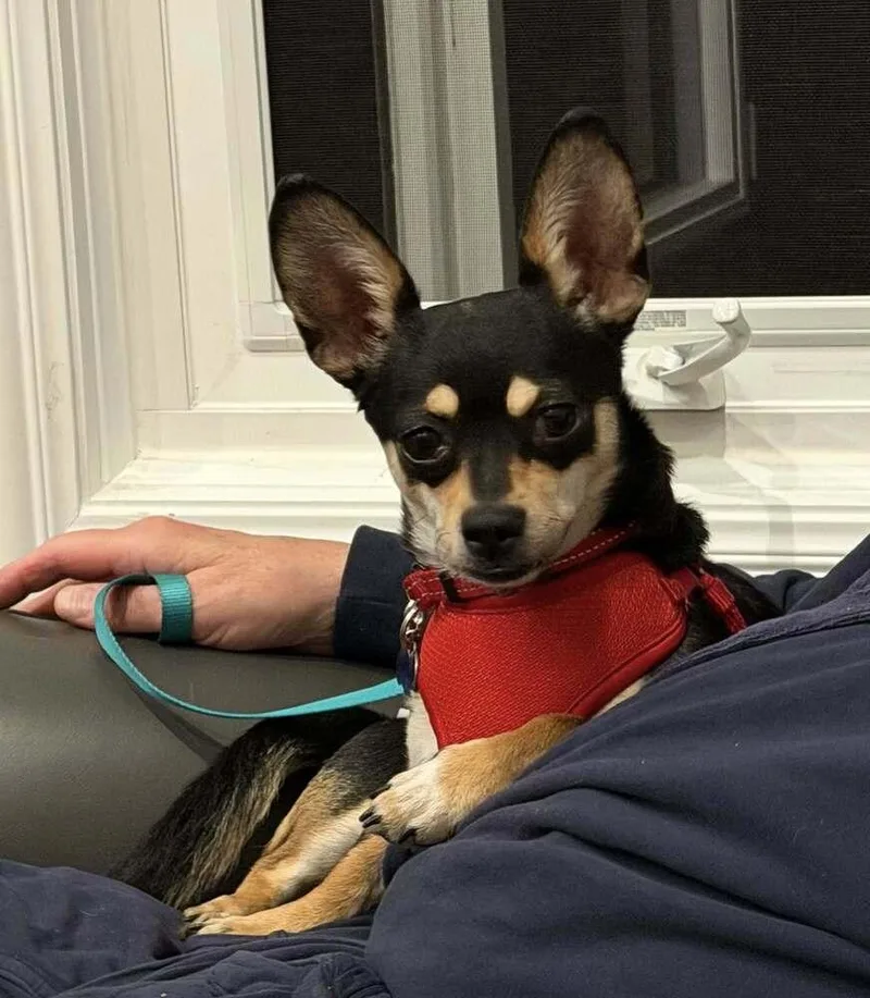 Root Beer Float thumbnail 2