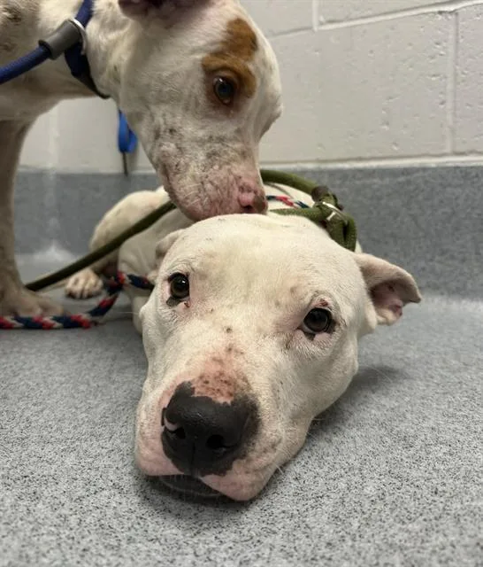 A young medium-sized male Pit Bull Terrier dog named Jack for adoption in Indianapolis, IN