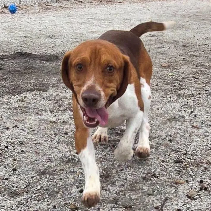 An adult medium-sized male Basset Hound dog named Almond for adoption in Windsor, VA