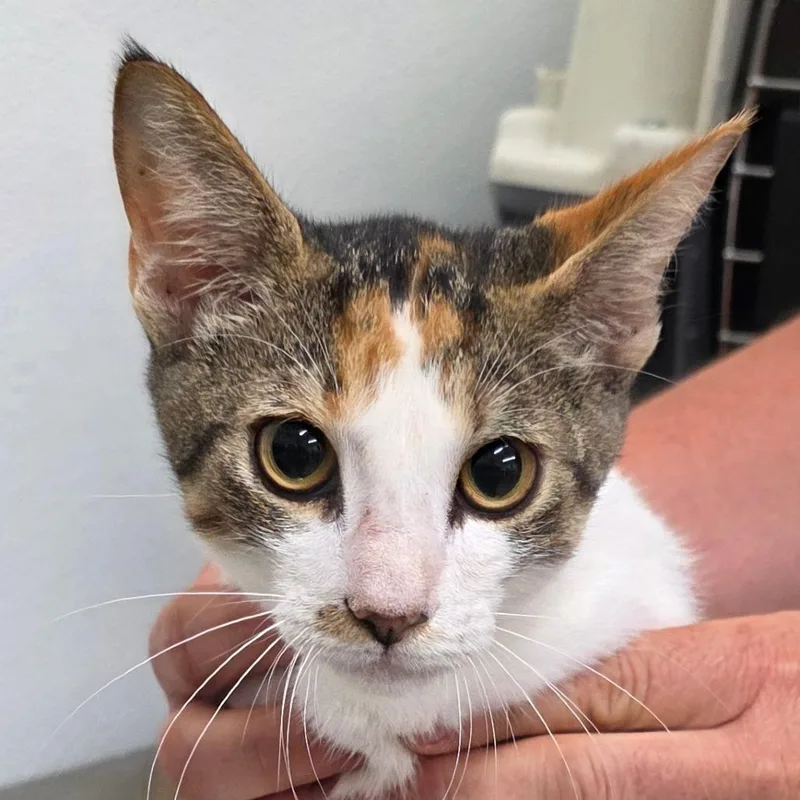 A baby small-sized female White Domestic Short Hair cat named Patches for adoption in Bronson, FL