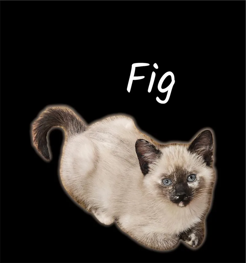A baby small-sized female Domestic Short Hair cat named Fig for adoption in Auburn, CA