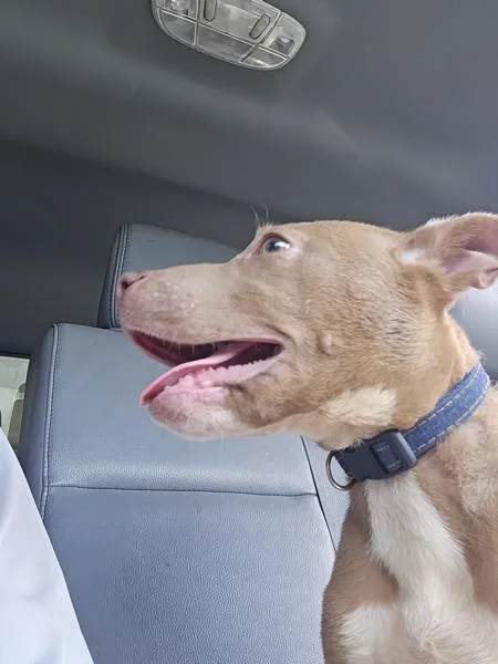 A baby small-sized male Pit Bull Terrier dog named Phoenix for adoption in Salisbury, MD