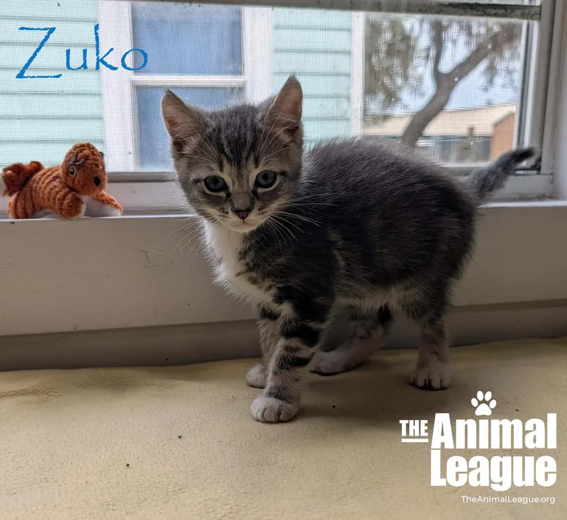 A baby medium-sized male Tabby (Gray / Blue / Silver) Domestic Short Hair cat named Zuko for adoption in Groveland, FL