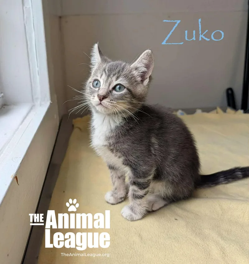 Zuko thumbnail 2