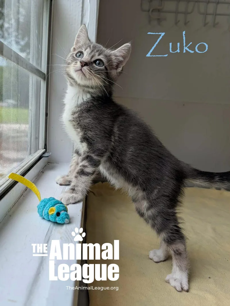 Zuko thumbnail 3