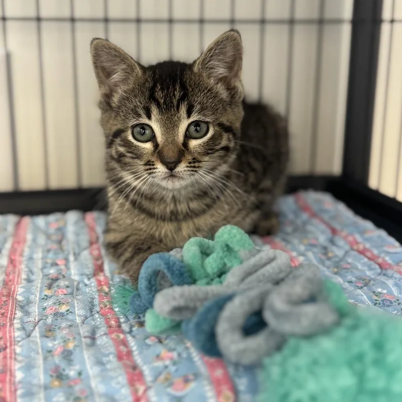 A baby small-sized female Brown / Chocolate Domestic Short Hair cat named Mary Ann for adoption in Chesapeake, VA