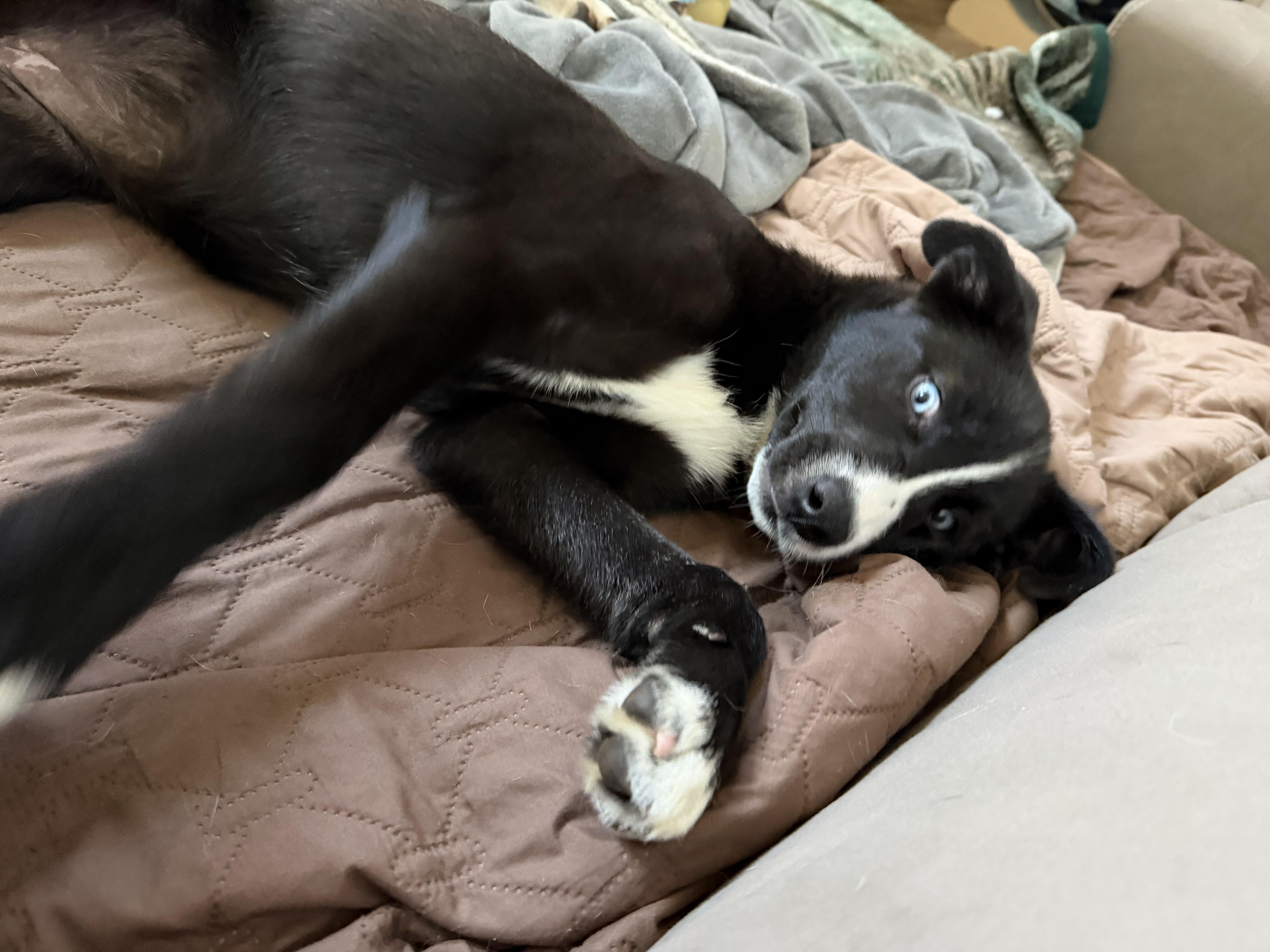 A young large-sized female Black Mixed Breed dog named Romy Claire for adoption in Kenosha, WI