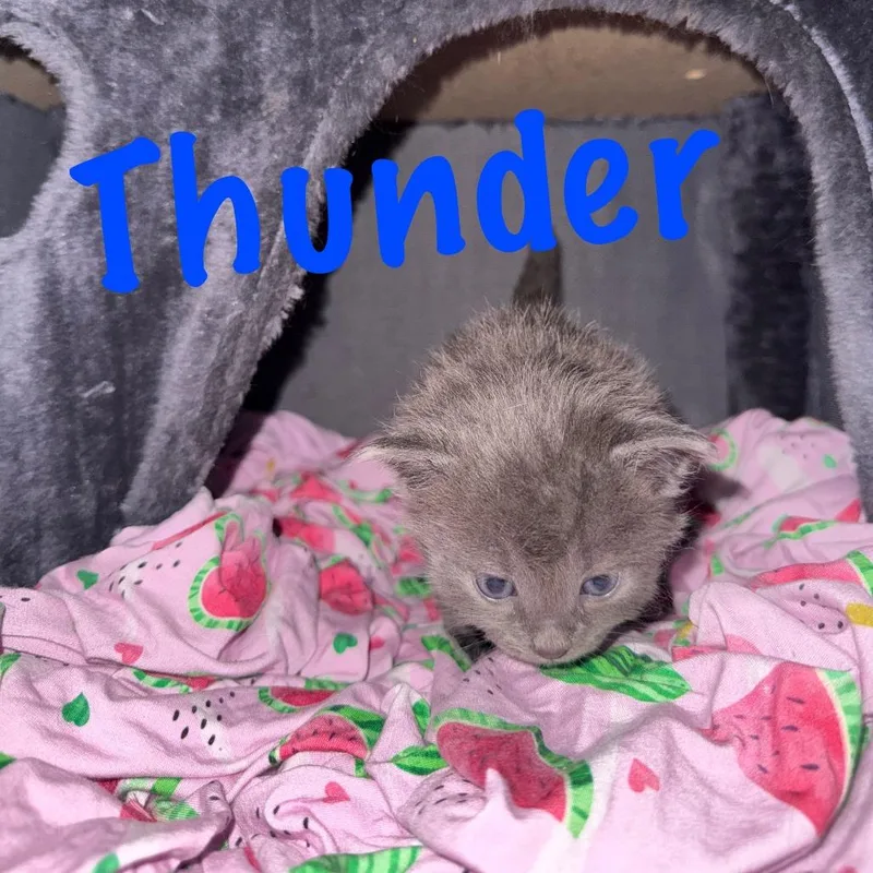 A baby small-sized female Gray / Blue / Silver Domestic Medium Hair cat named Thunder for adoption in Ringtown, PA