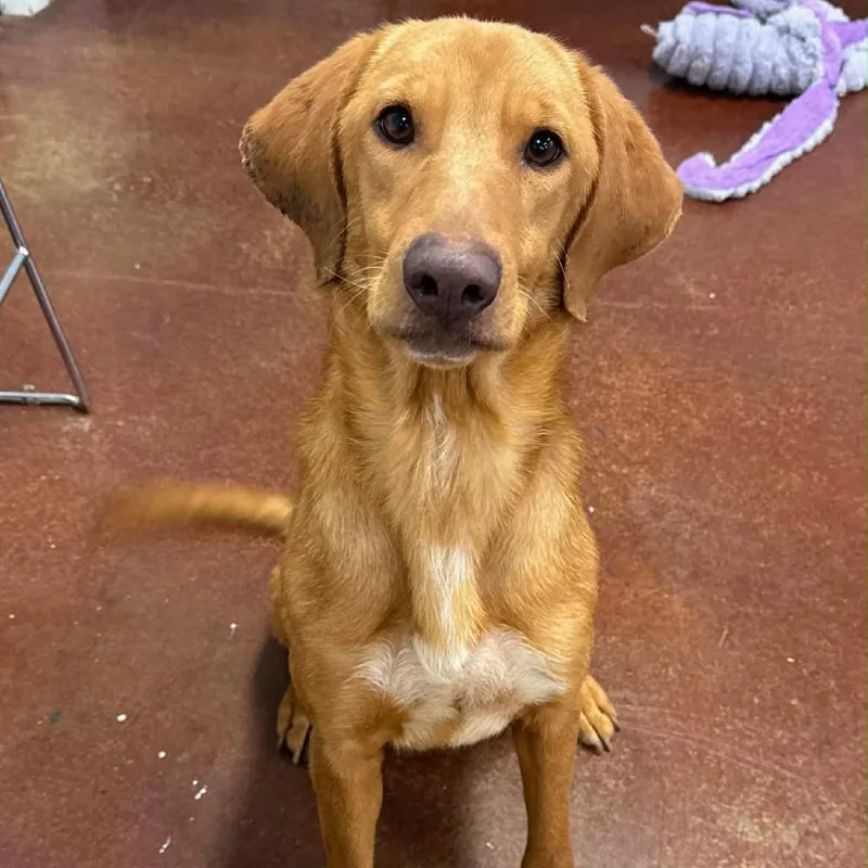 An adult medium-sized female Brown / Chocolate Labrador Retriever dog named Robin for adoption in La Grange, KY