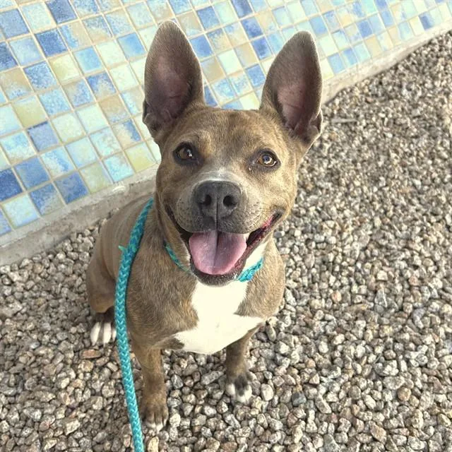 An adult large-sized female Pit Bull Terrier dog named Avril for adoption in Mesa, AZ