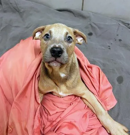 A baby medium-sized male Brown / Chocolate Mixed Breed dog named Jacob for adoption in Nashville, TN