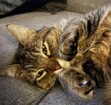 An adult medium-sized female Domestic Short Hair cat named Fenway for adoption in Hudson, MA