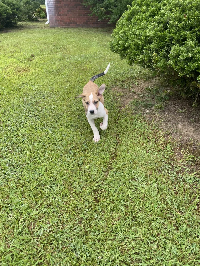 A baby medium-sized male Mixed Breed dog named Meril for adoption in Pembroke, MA