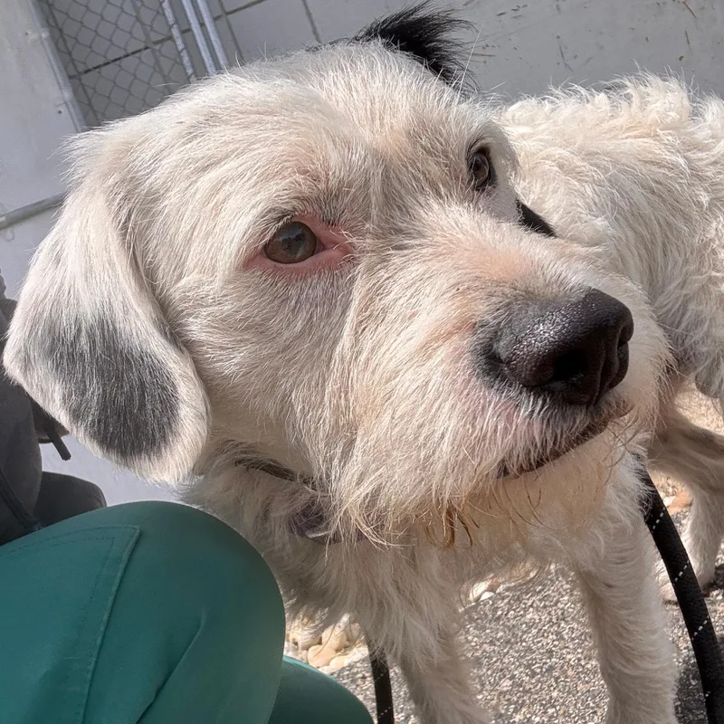 An adult medium-sized male White / Cream Mixed Breed dog named Dwight for adoption in Allegan, MI