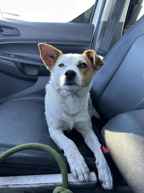 A young small-sized male Terrier dog named Mr.nugent for adoption in Stockton, CA