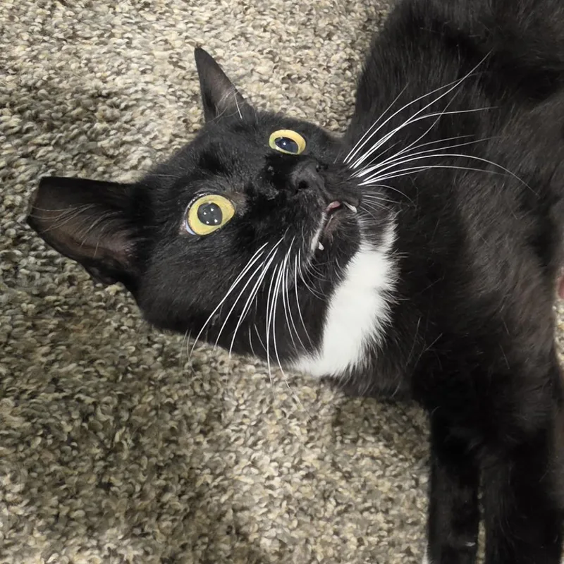 A young medium-sized male Black Domestic Short Hair cat named Cheech for adoption in Buffalo, WY