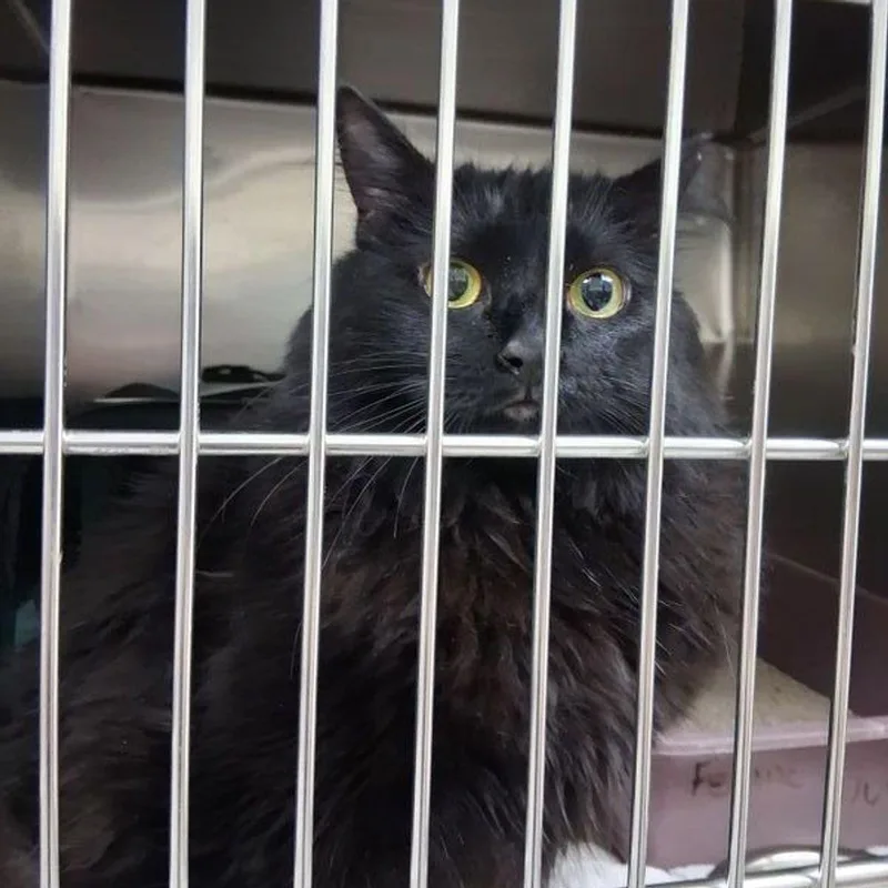 An adult medium-sized female Black Domestic Long Hair cat named Angel for adoption in Lake Havasu City, AZ