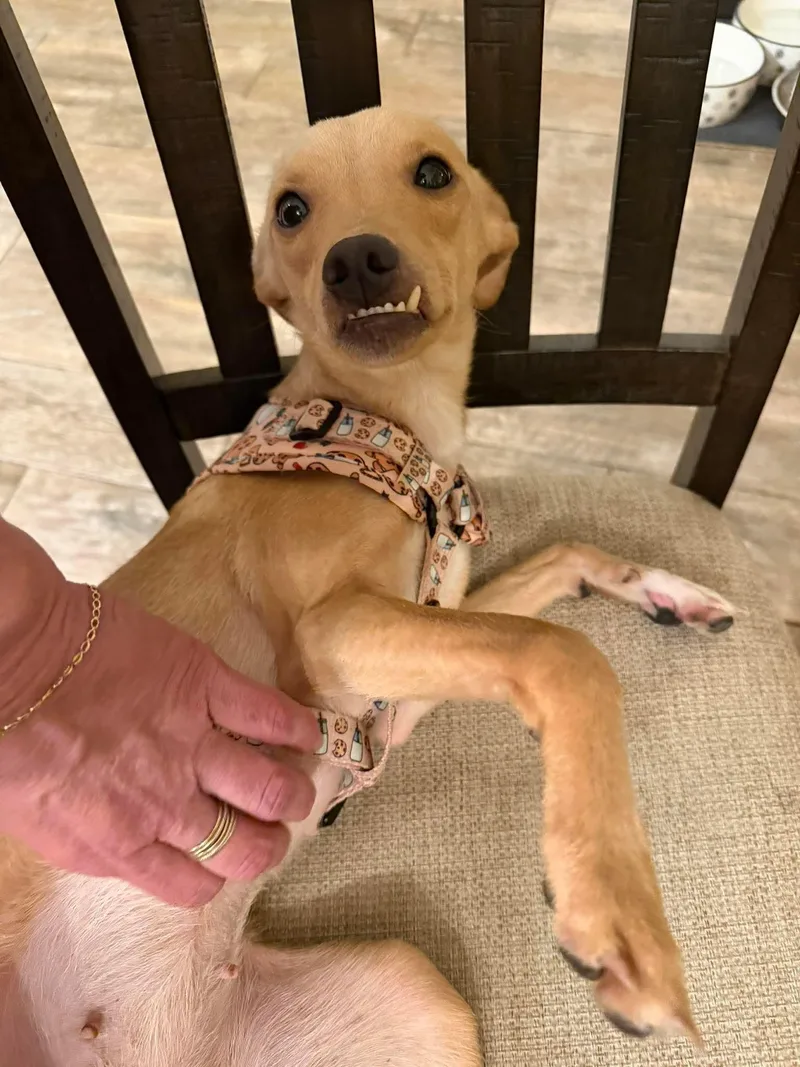 A young small-sized female Yellow / Tan / Blond / Fawn Chihuahua dog named Lala for adoption in Austin, TX