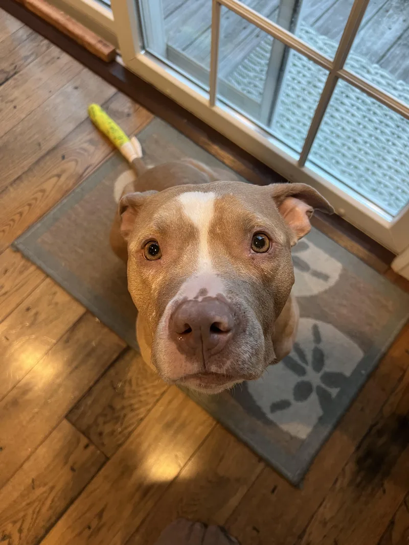 An adult medium-sized female Yellow / Tan / Blond / Fawn Mixed Breed dog named Clementine for adoption in Medford, NJ