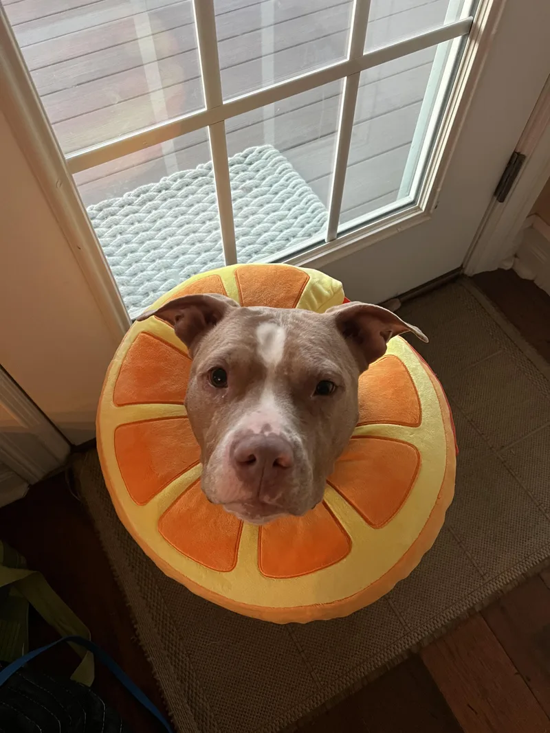 Clementine thumbnail 4