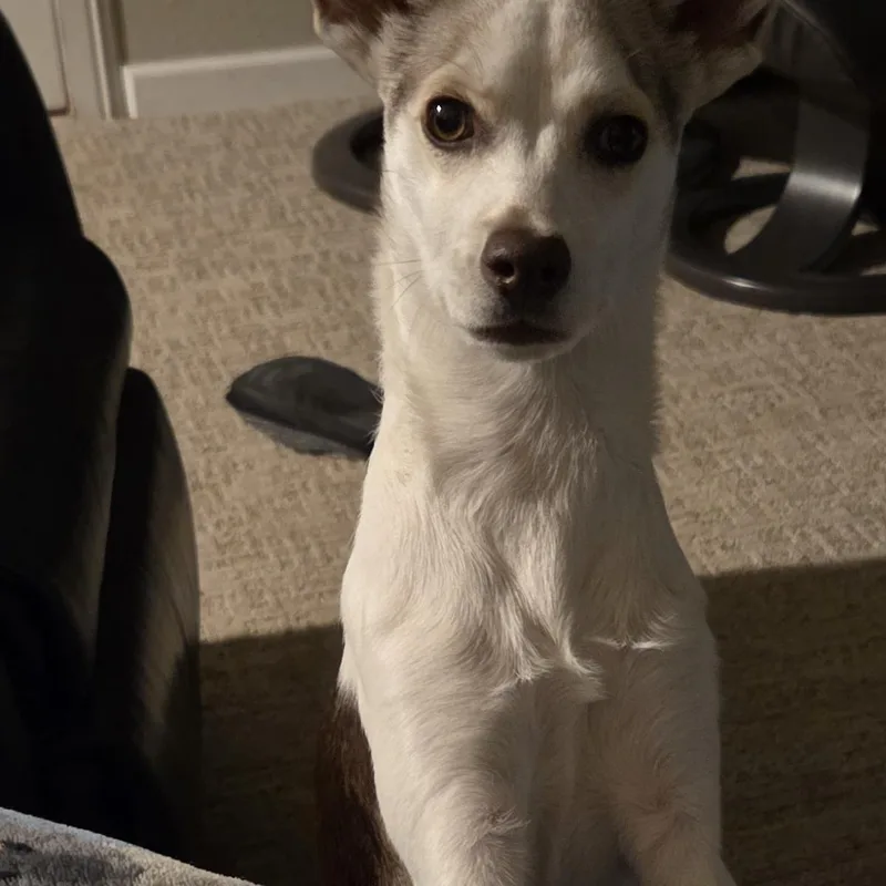 Cooper