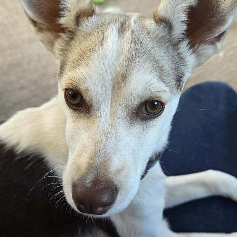 Cooper thumbnail 4