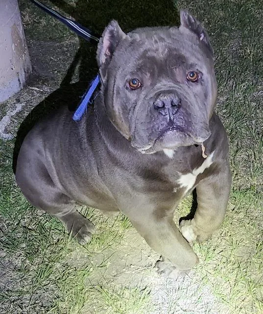 An adult medium-sized male American Staffordshire Terrier dog named Raulito Babadido for adoption in San Antonio, TX