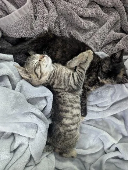 A baby small-sized male Domestic Short Hair cat named One Million Bucks for adoption in Westland, MI