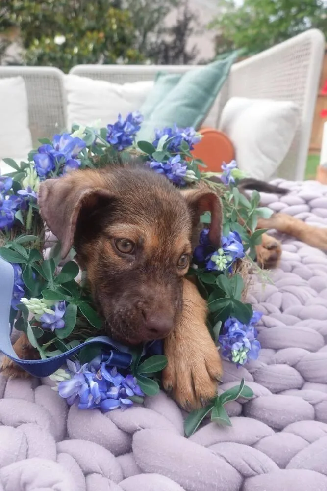 Bluebonnet thumbnail 3