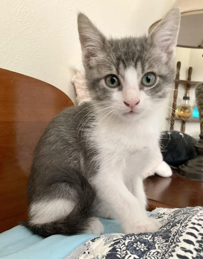 A baby small-sized male Tabby (Gray / Blue / Silver) Domestic Short Hair cat named Scrunch for adoption in Livingston, TX