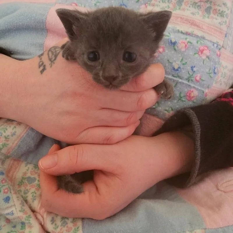 A baby small-sized male Gray / Blue / Silver Domestic Short Hair cat named Prince  Blue for adoption in Ferndale, WA