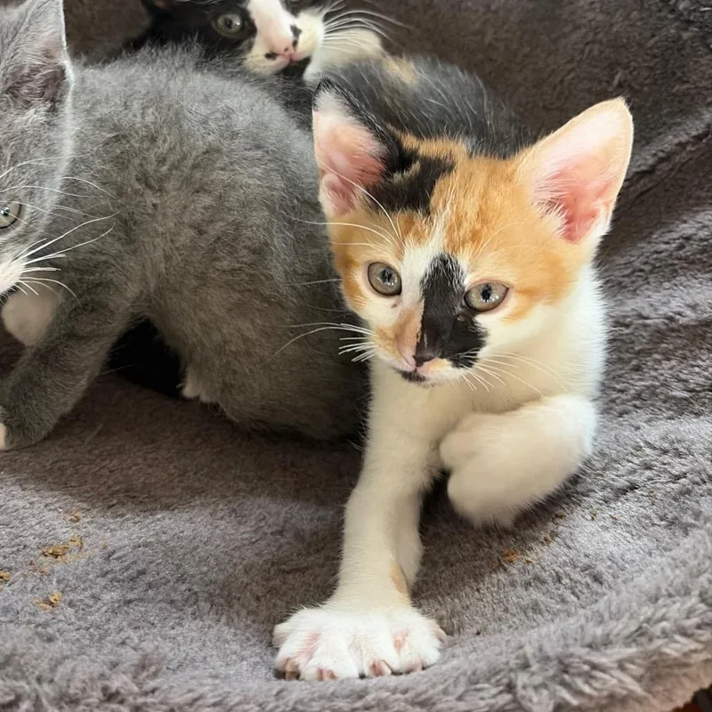 A baby small-sized female Calico Domestic Short Hair cat named Mary for adoption in Tustin, CA