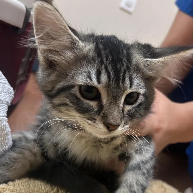A baby small-sized female Black Domestic Short Hair cat named Buffalo for adoption in Santa Barbara, CA