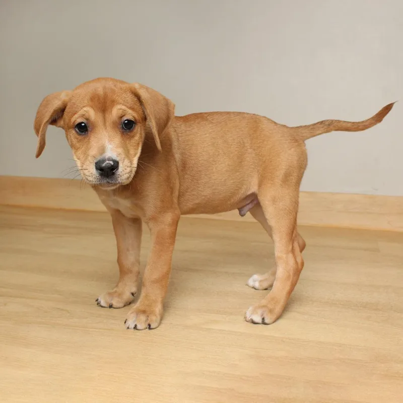 A baby medium-sized male Red / Chestnut / Orange Rat Terrier dog named Devin D for adoption in Minnetonka, MN