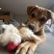 Devin D thumbnail 2