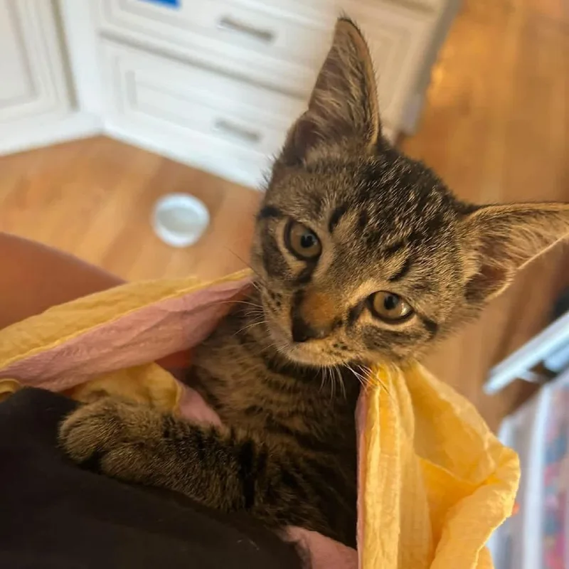 A baby small-sized male Brown / Chocolate Domestic Short Hair cat named Bear for adoption in Long Island City, NY