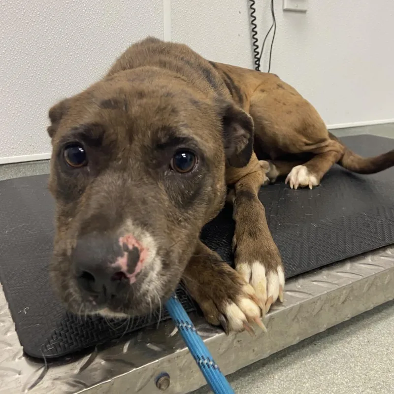 An adult medium-sized female Brown / Chocolate Mixed Breed dog named Cherry Bomb for adoption in Abilene, TX