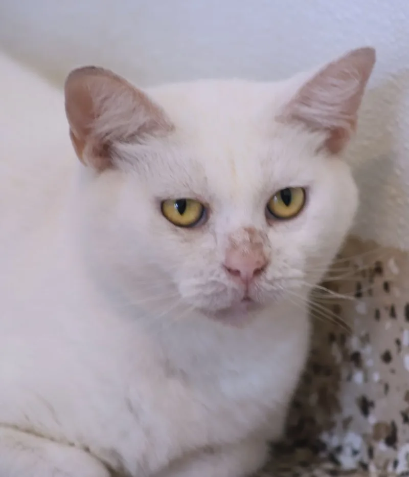 An adult medium-sized female Domestic Short Hair cat named Athena for adoption in North Fort Myers, FL