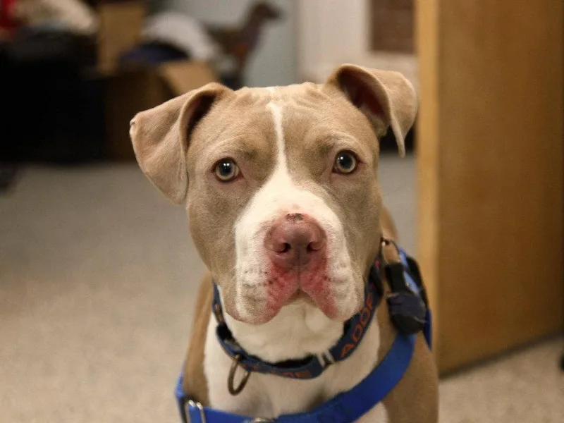 A young medium-sized female American Staffordshire Terrier dog named Sienna for adoption in Sayreville, NJ