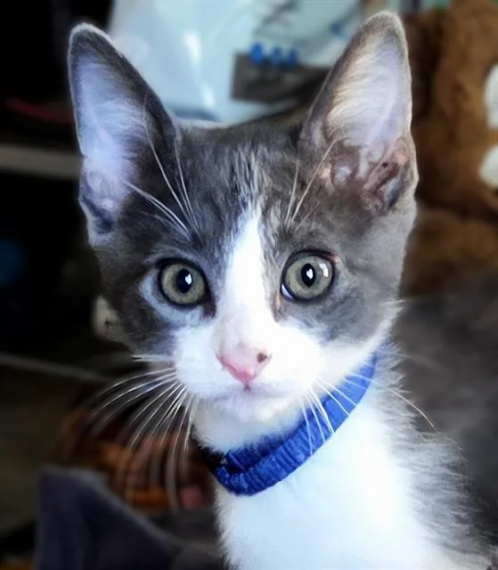 A baby small-sized male Domestic Short Hair cat named Elvis for adoption in Sacramento, CA