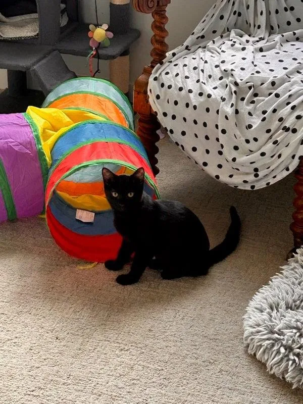 A baby small-sized female Domestic Short Hair cat named Forky for adoption in Bonsall, CA