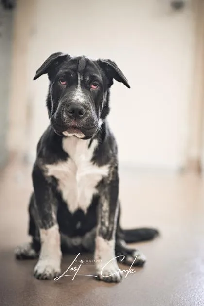 A young large-sized male Mixed Breed dog named Atticus for adoption in Kalispell, MT
