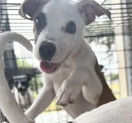 A young small-sized male Bicolor Pit Bull Terrier dog named Max for adoption in Harlingen, TX