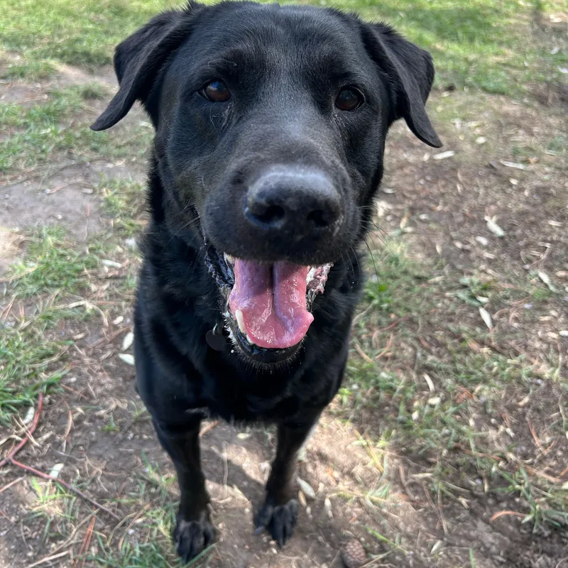 An adult large-sized male Black Labrador Retriever dog named Tank for adoption in Lindon, UT