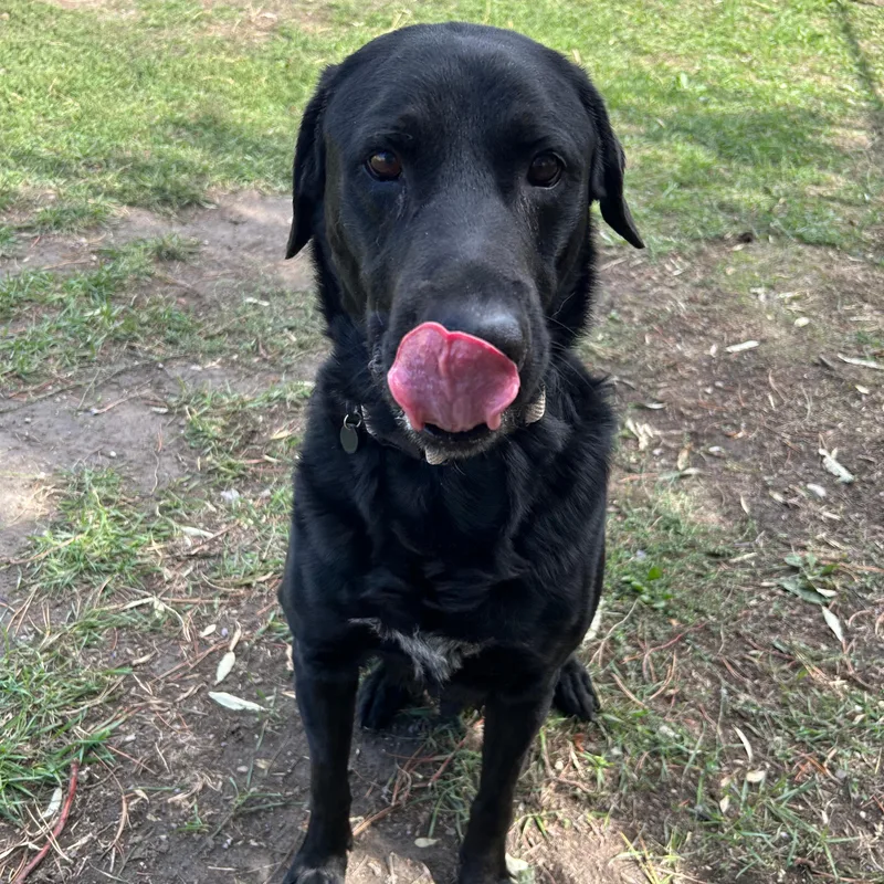Tank thumbnail 6