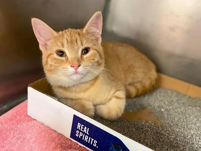 A baby small-sized female Domestic Short Hair cat named June for adoption in Fort Wayne, IN