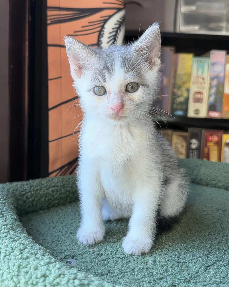 A baby medium-sized male Gray & White Domestic Short Hair cat named River for adoption in Nashville, TN
